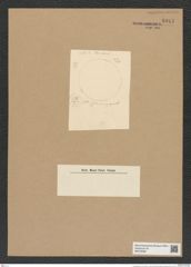Coscinodiscus sp. (de-Toni-Nr.: Genus 202) Zeichnungen Sammlung Grunow Nr. 8917 (NHMW-BOT-W0378586)